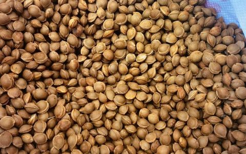 杏核怎么种？杏核种植方法与最佳时间详解