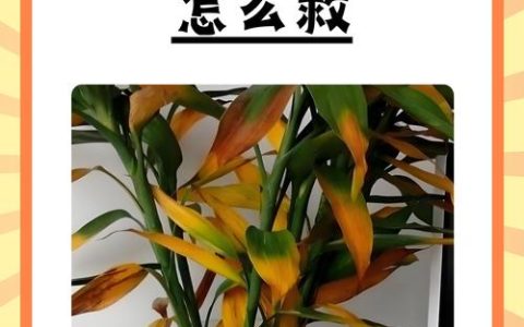 植物叶子发黄还能变绿吗？专家教你分步排查与挽救方案