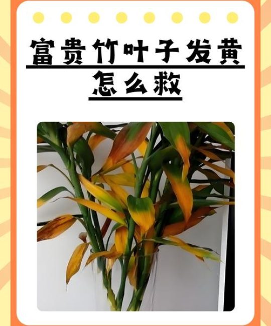 植物叶子发黄还能变绿吗？专家教你分步排查与挽救方案
