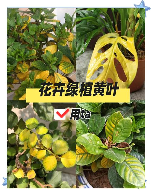 植物叶子发黄还能变绿吗?专家教你分步排查与挽救方案 总结