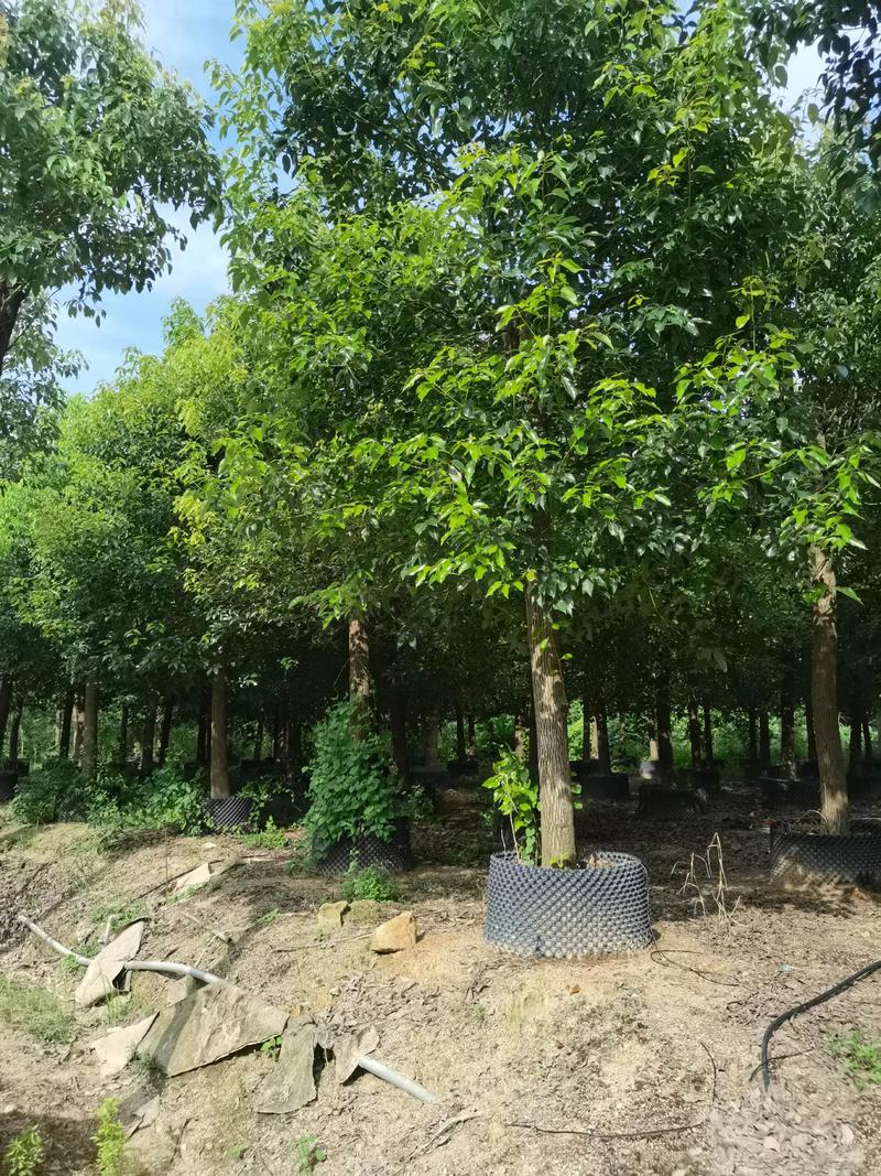 香樟树四季常青吗?南北种植习性、移栽规格与养护全指南 土壤适应与改良方案