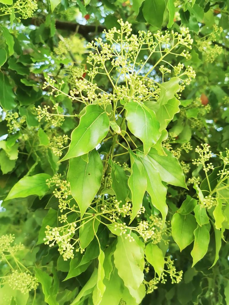 香樟树四季常青吗?南北种植习性、移栽规格与养护全指南 南北种植差异化建议