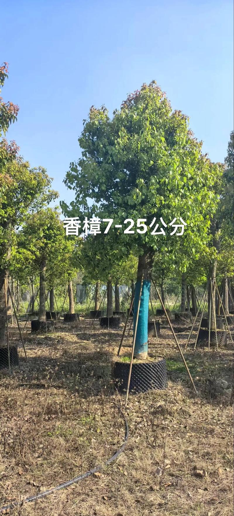香樟树四季常青吗?南北种植习性、移栽规格与养护全指南 常见误区纠正