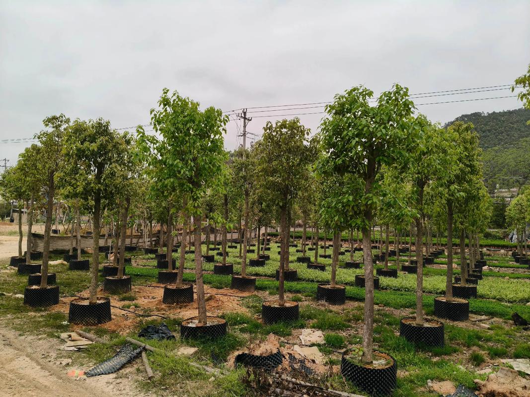 香樟树四季常青吗?南北种植习性、移栽规格与养护全指南 FAQ
