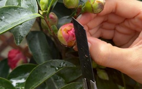 买回来的茶花怎么种植？从选时到成活的7步实操指南