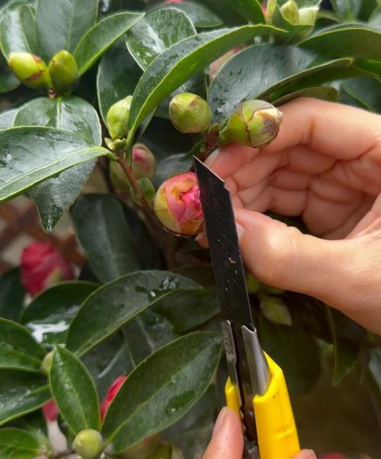 买回来的茶花怎么种植？从选时到成活的7步实操指南