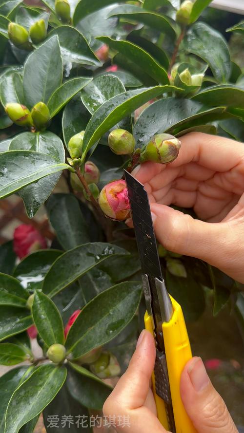 买回来的茶花怎么种植?从选时到成活的7步实操指南 买回来的茶花怎么种植?从选时到成活的7步实操指南
