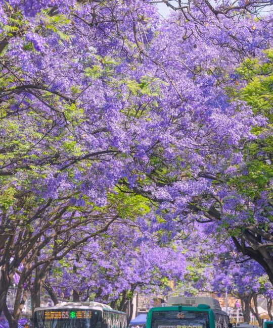 蓝花楹什么时候开花？2026年花期预测与养护全攻略