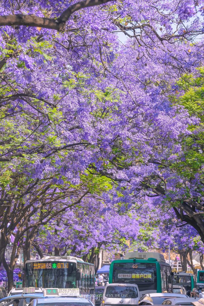 蓝花楹什么时候开花?2026年花期预测与养护全攻略 蓝花楹什么时候开花?2026年花期预测与养护全攻略