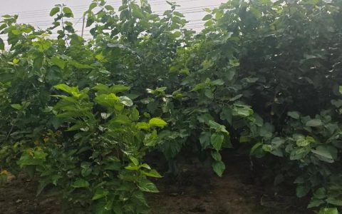 桑葚树什么时候修剪最好？家庭种植养护全指南