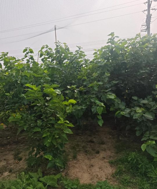桑葚树什么时候修剪最好？家庭种植养护全指南