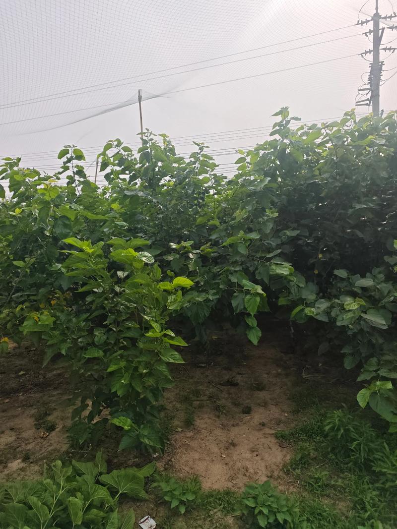 桑葚树什么时候修剪最好?家庭种植养护全指南 桑葚树什么时候修剪最好?家庭种植养护全指南