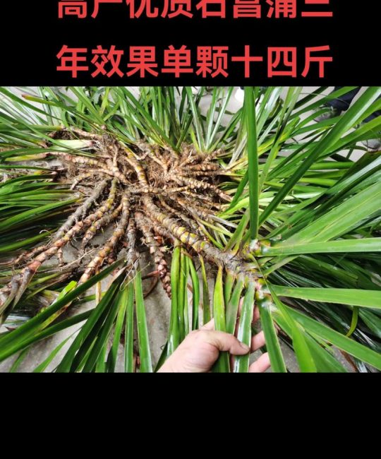 石菖蒲多少钱一斤？规格、产地、季节影响报价