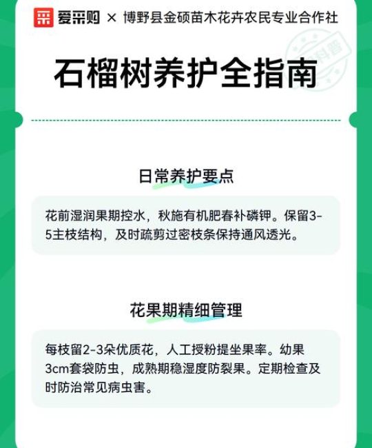 盆栽石榴树怎么养殖？从浇水到换盆的家庭养护指南