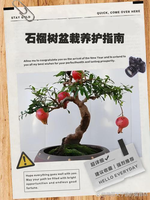 盆栽石榴树怎么养殖?从浇水到换盆的家庭养护指南 二、施肥:薄肥勤施,重在促花与养根