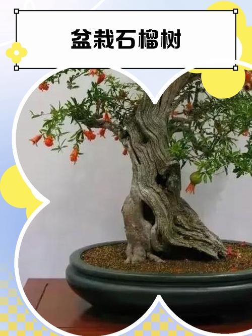 盆栽石榴树怎么养殖?从浇水到换盆的家庭养护指南 五、越冬越夏:重点防寒、防暴晒、保通风