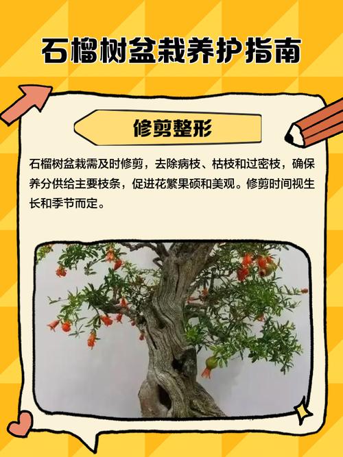 盆栽石榴树怎么养殖?从浇水到换盆的家庭养护指南 三、光照:尽量多晒,开花结果才更有把握