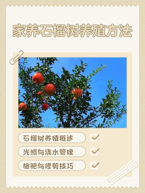 盆栽石榴树怎么养殖?从浇水到换盆的家庭养护指南 结语