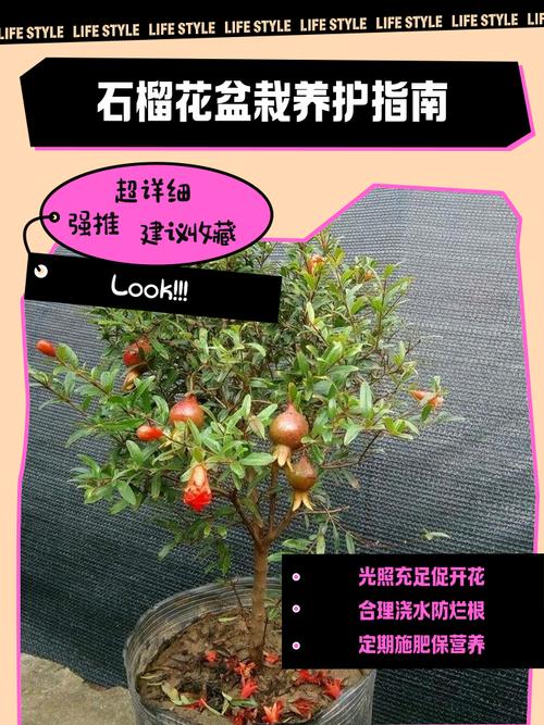 盆栽石榴树怎么养殖?从浇水到换盆的家庭养护指南 六、换盆与日常管理:春季换盆最稳妥,盆土要疏松透气