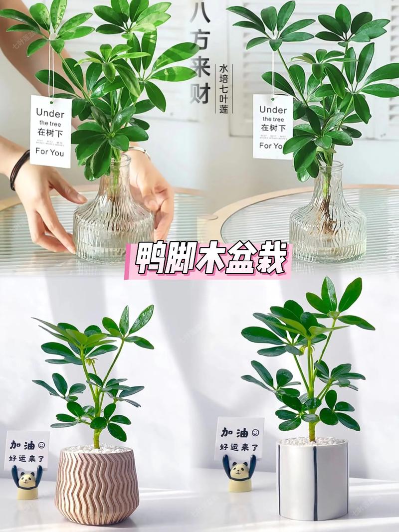 常见混淆：还有哪些植物叫“七叶莲”？