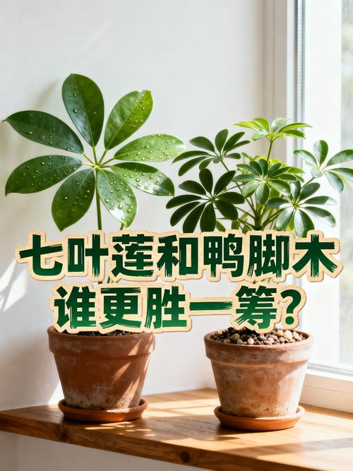 养护秘籍：养好鸭脚木（七叶莲）不复杂