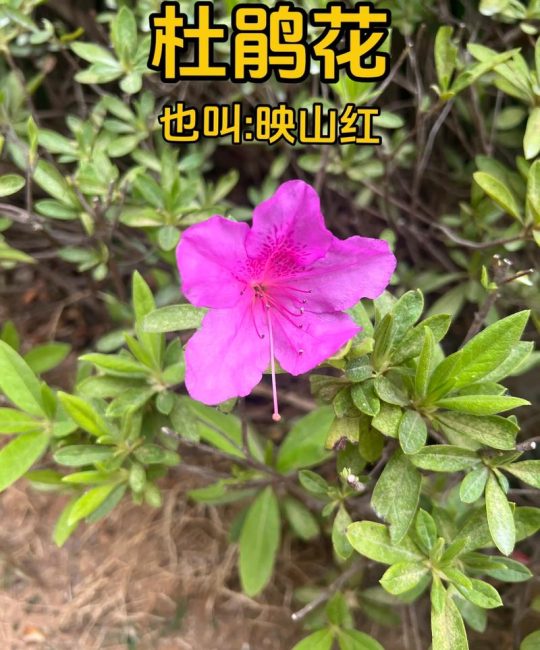 映山红与西洋鹃的区别：庭院地栽与阳台盆栽的终极选择指南