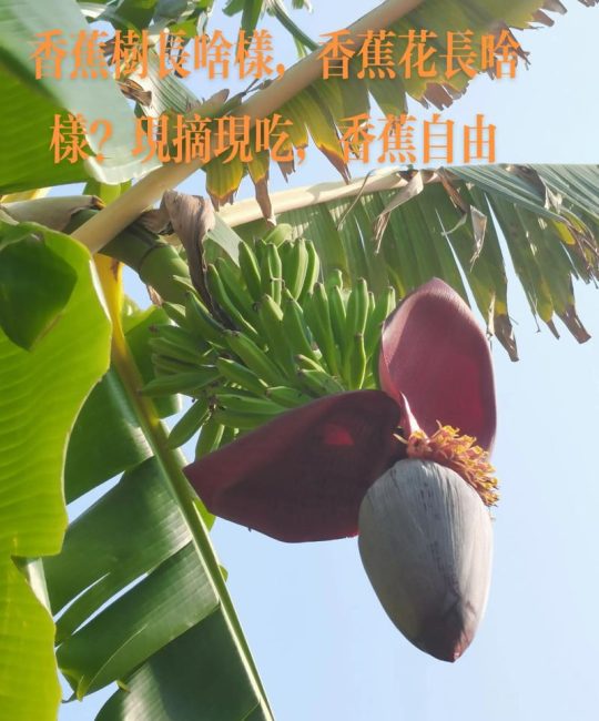 香蕉花多少钱一斤？2025年最新价格参考与影响因素全解析