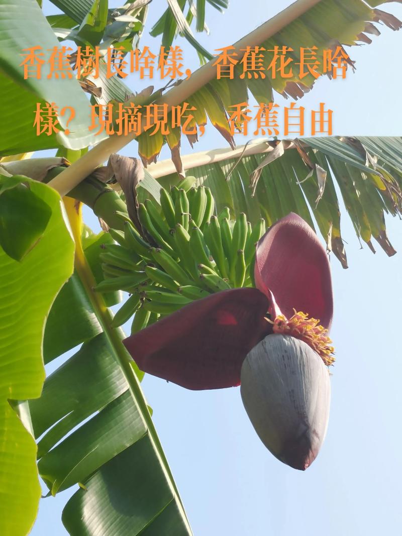 香蕉花多少钱一斤?2025年最新价格参考与影响因素全解析 价格快速参考