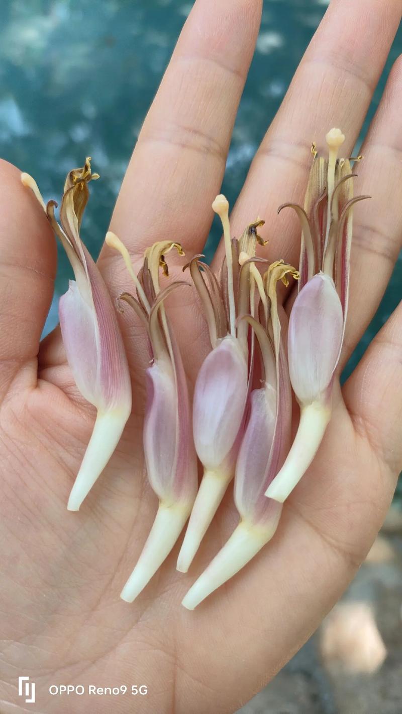 香蕉花多少钱一斤?2025年最新价格参考与影响因素全解析 规格因素:花苞大小与新鲜度决定基础价