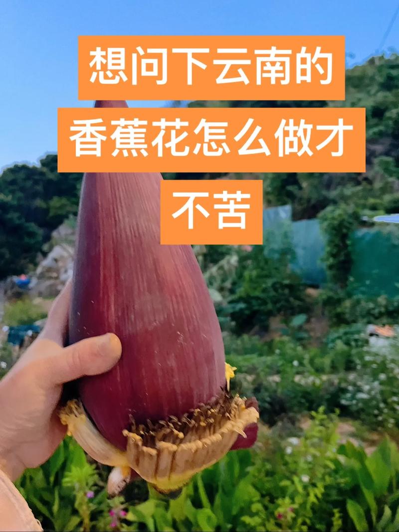 香蕉花多少钱一斤?2025年最新价格参考与影响因素全解析 季节因素:春季价格最低,秋冬翻倍