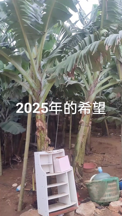 香蕉花多少钱一斤?2025年最新价格参考与影响因素全解析 运输因素:冷链物流成本占比10%-30%
