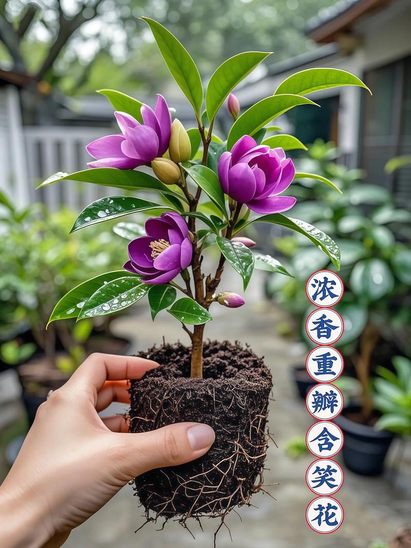 香蕉花多少钱一斤?2025年最新价格参考与影响因素全解析 咨询指南:如何获取精准报价?