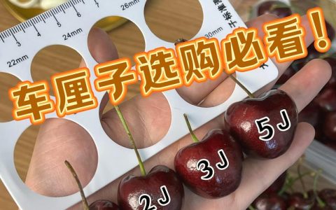 大樱桃和车厘子的区别及2026年优质品种种植指南
