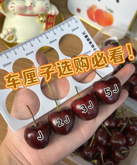 大樱桃和车厘子的区别及2026年优质品种种植指南