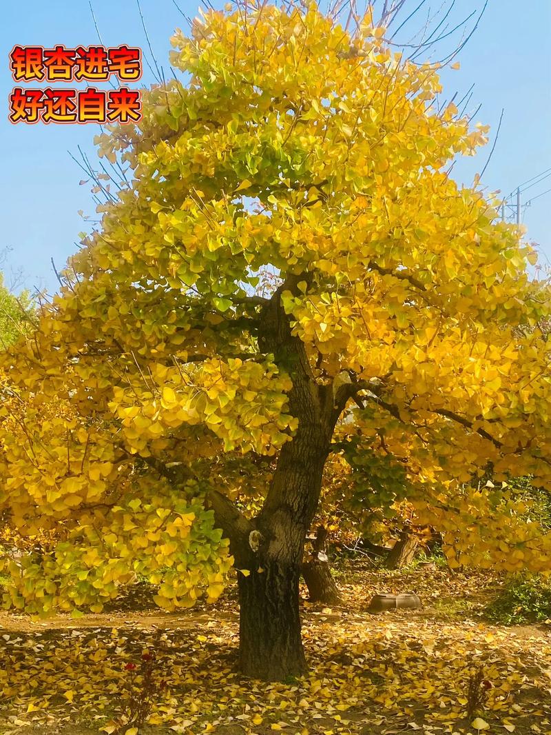 庭院银杏移栽与成活保障