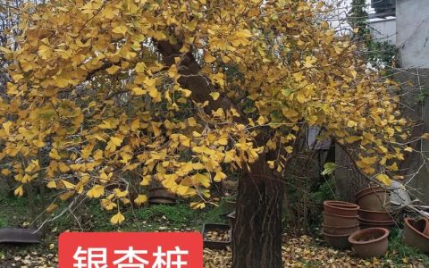 家有银杏树好不好：庭院种植的景观价值、风水寓意与养护全解