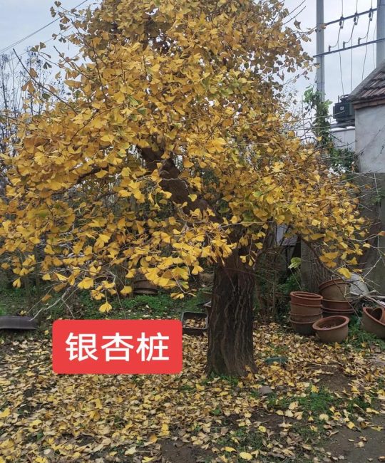 家有银杏树好不好：庭院种植的景观价值、风水寓意与养护全解