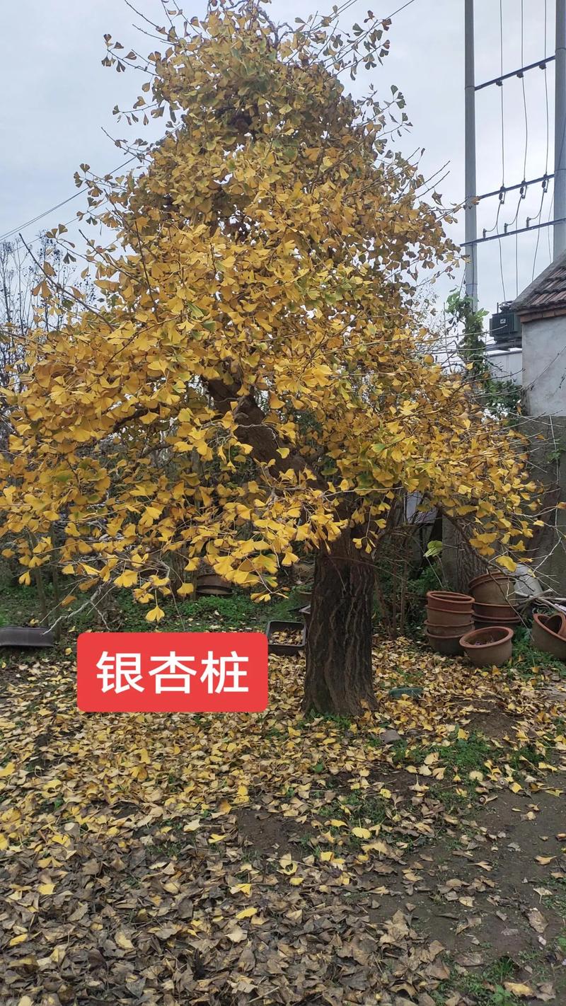 庭院银杏树的景观价值与寓意