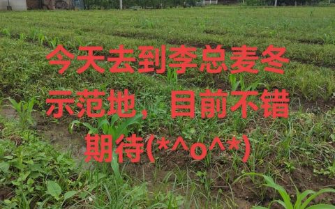 麦冬怎么种植方法——从分株到成坪的完整操作指南