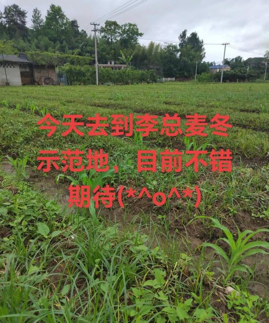 麦冬怎么种植方法——从分株到成坪的完整操作指南