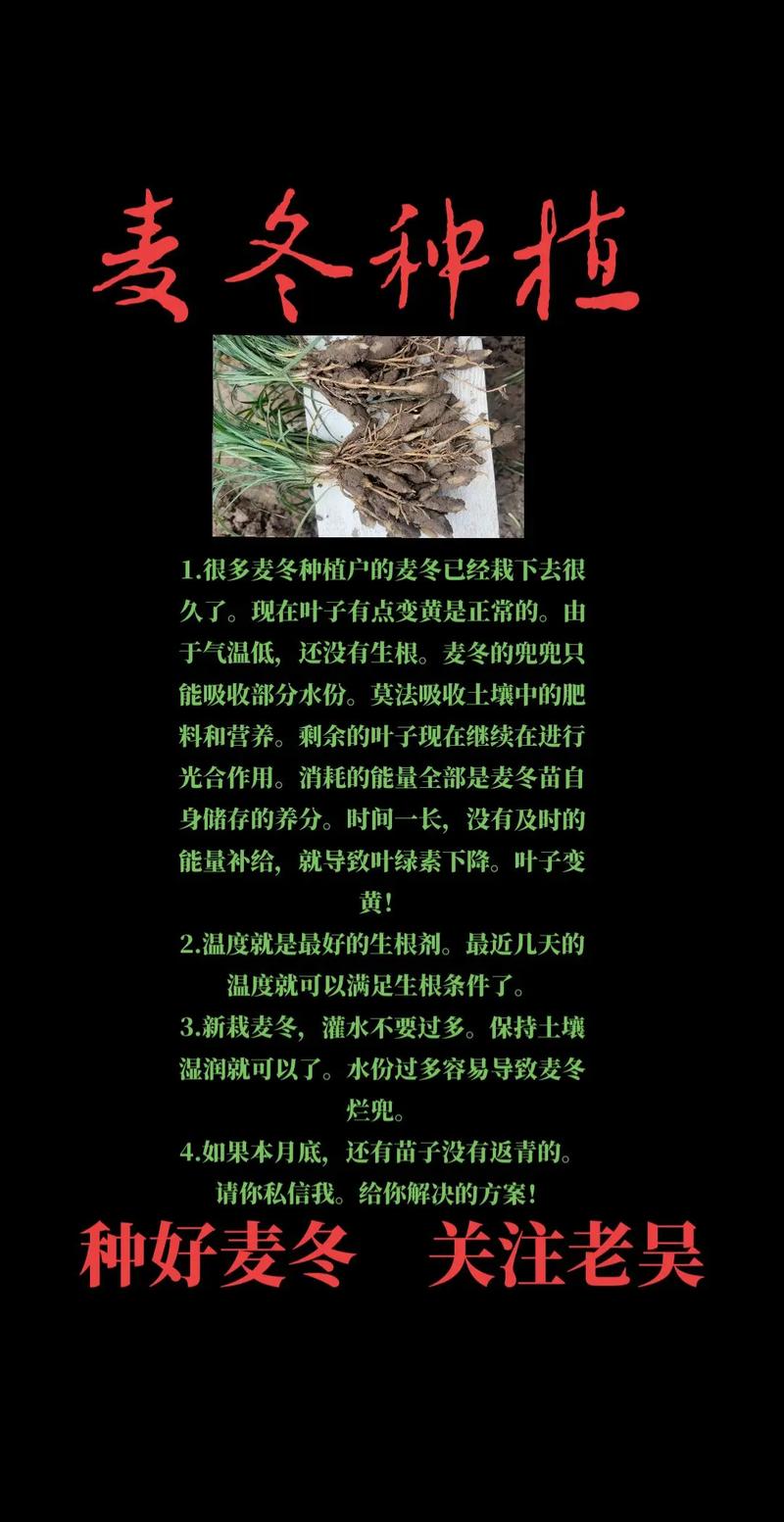 四、栽植深度