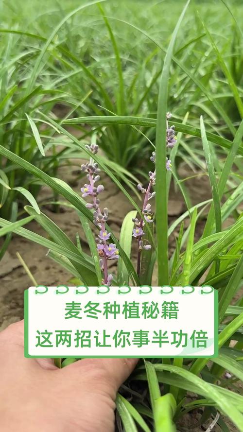 六、缓苗管理