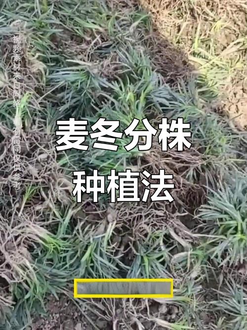 七、成活注意事项
