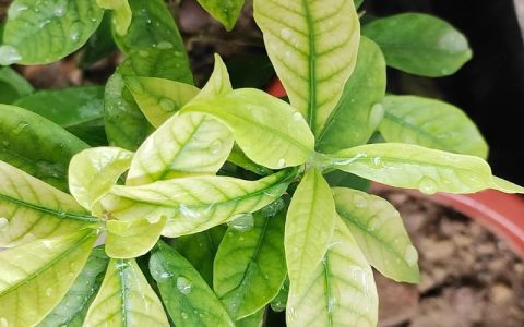 栀子花黄叶是什么原因？专家诊断与防治全攻略