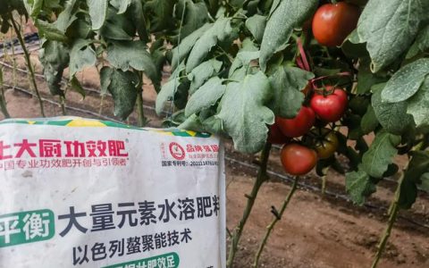 西红柿上什么肥料最好？家庭科学施肥全攻略
