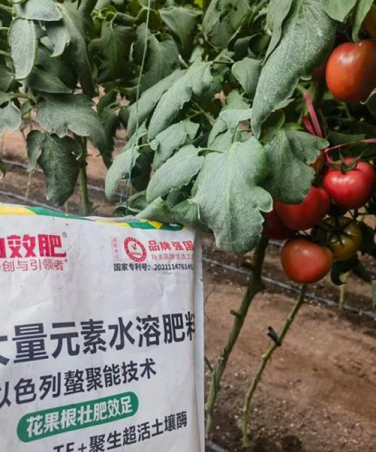 西红柿上什么肥料最好？家庭科学施肥全攻略