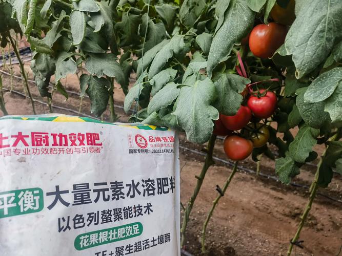 西红柿上什么肥料最好？家庭科学施肥全攻略