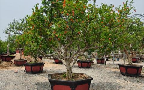家里院子里种石榴树好不好？兼顾观赏、食用与寓意的科学种植指南