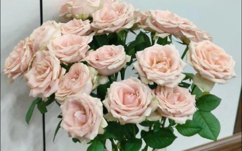 玫瑰花醒花需要几个小时？切花玫瑰高效养护与醒花指南