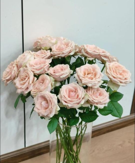 玫瑰花醒花需要几个小时？切花玫瑰高效养护与醒花指南